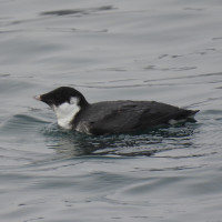 Ancient Murrelet